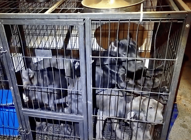 several dogs kept in a crate with bad cindition